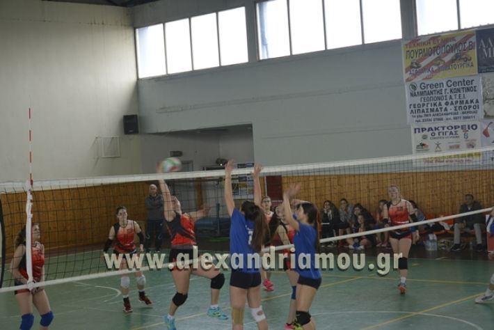 volley _1ogel-kassandra108